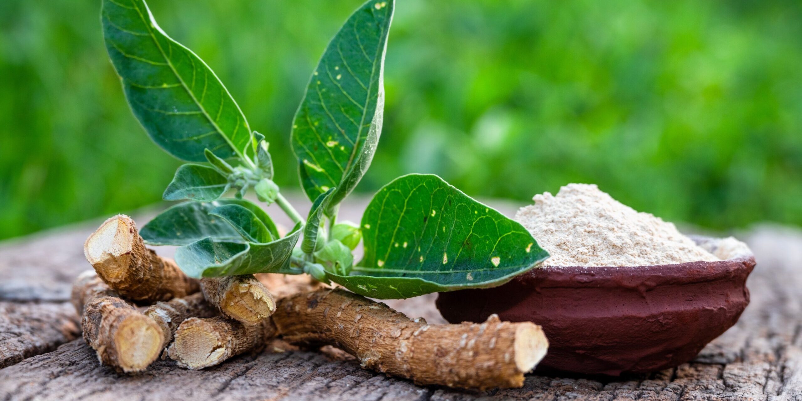 ASHWAGANDHA tradičná čínska medicína TCM Byliny