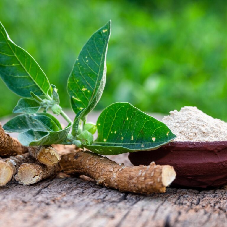 ASHWAGANDHA tradičná čínska medicína TCM Byliny