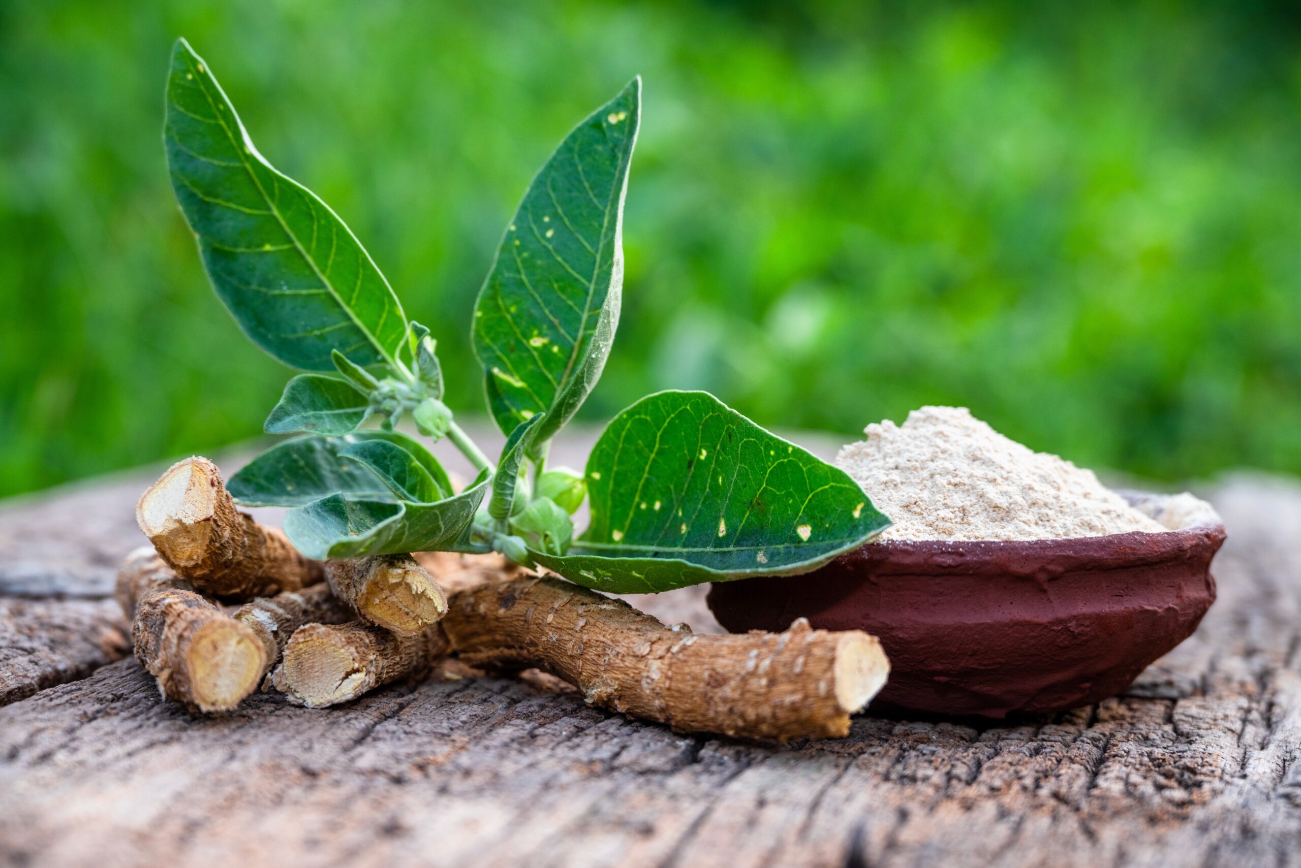 Ashwagandha (Withania somnifera) – sušený koreň, prášok z koreňa a zelené listy