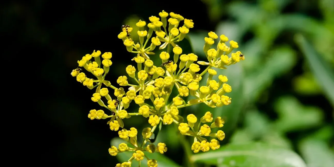 Chai-hu-yellow-flower-Bupleurum-chinense-1300×861 CHAI HU SHU GAN TANG Tradičná bylinná zmes čínska medicína