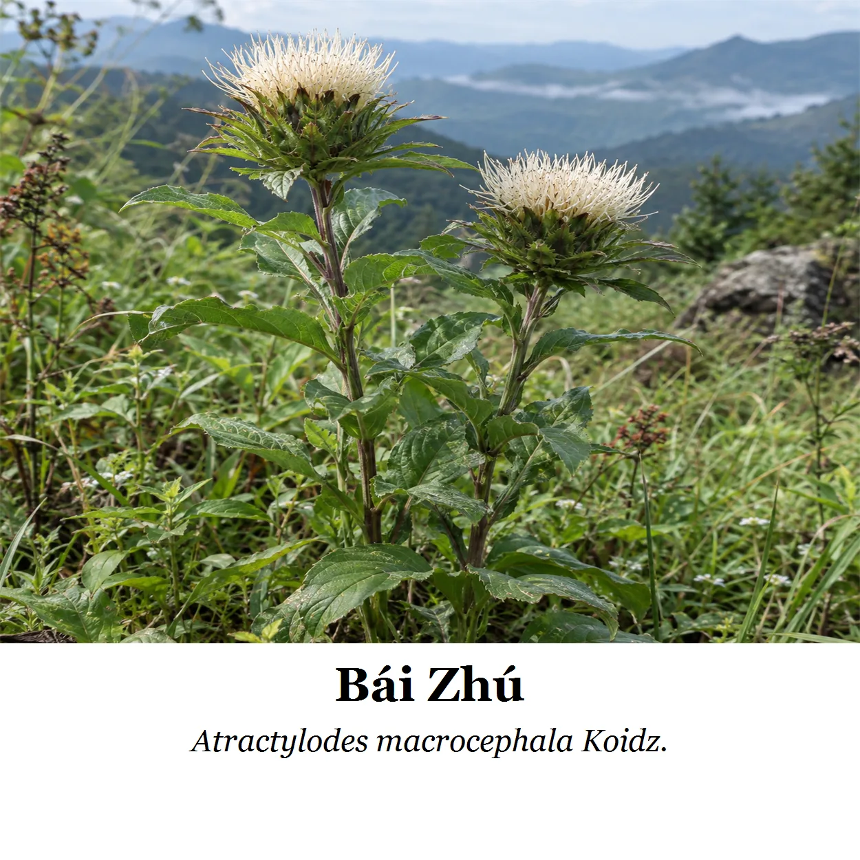 Rastlina – Bai Zhu