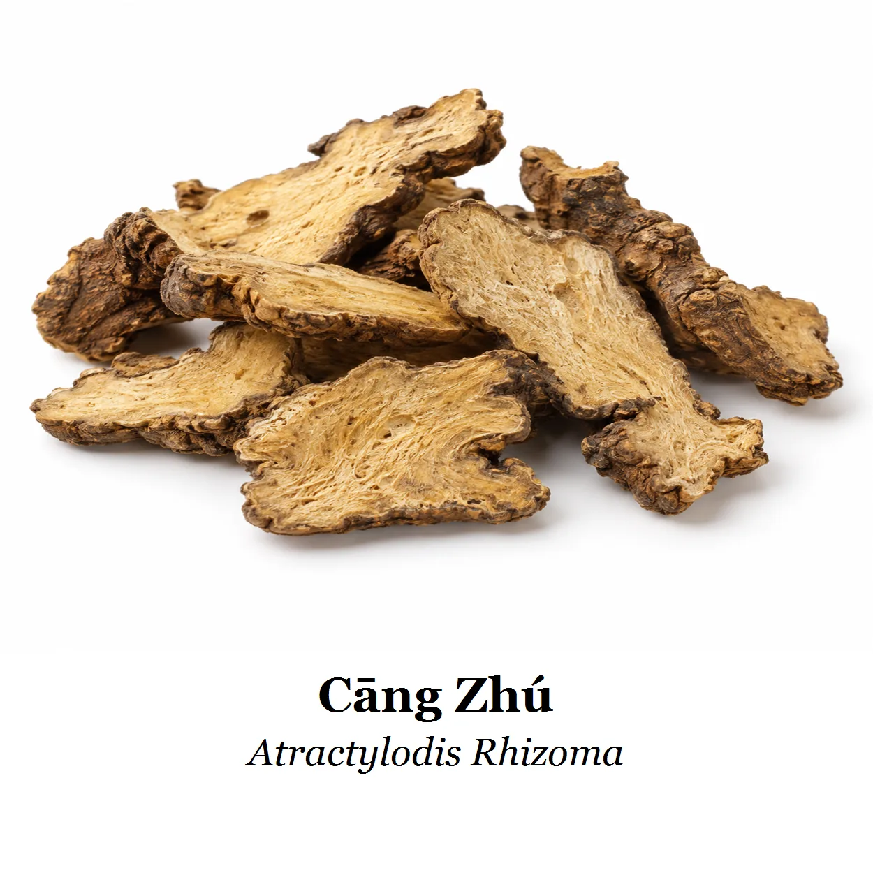 Cang Zhu – sušený podzemok Atractylodes lancea (Atractylodis Rhizoma)