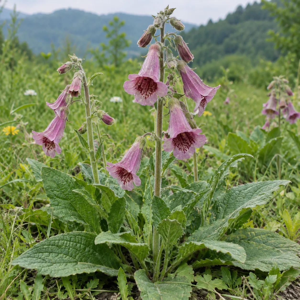 Rehmannia glutinosa – kvitnúca rastlina rehmánie lepkavej, zdroj hlavnej suroviny Shu Di Huang